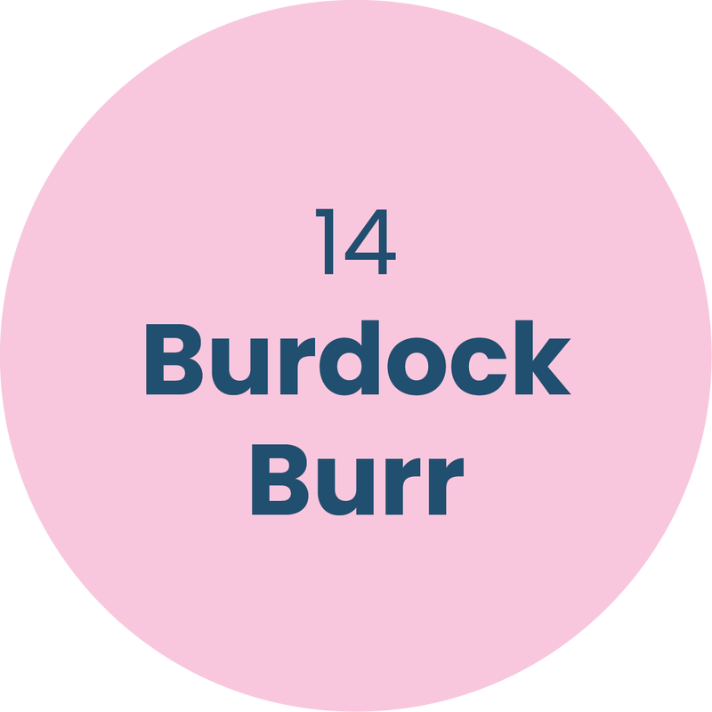 14. Burdock Burr