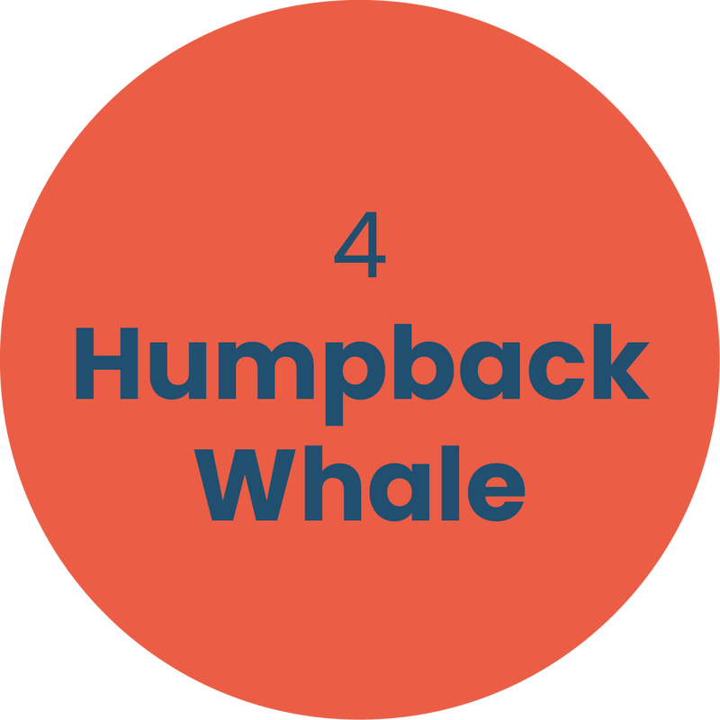 4. Humpback Whale
