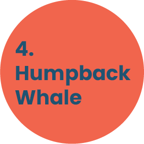 4. Humpback Whale